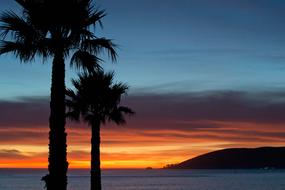 Silhouettes of palm trees on the beach