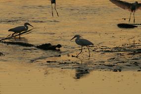 Soaring birds with alligators