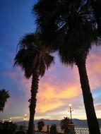 Palms on Waterfront, italy, Reggio Calabria