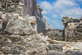A little lizard on the rocks