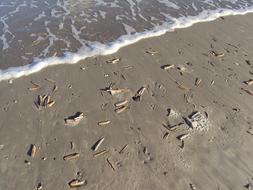 Shells on sand near surf line, netherlands, Ameland