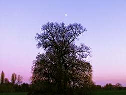 Beautiful tree at sunset