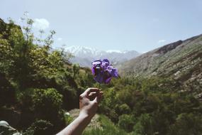 purple flower in male hand at Mountain landscape