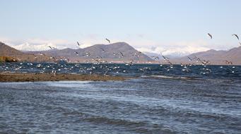 flock of seagulls flying over Pacific Ocean Coast