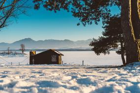 Snow Winter White