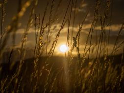 sun grass view