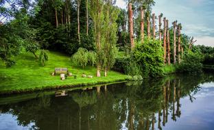 Canal Reflection Tree