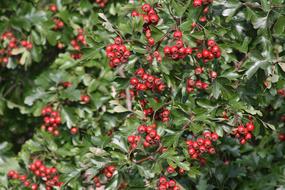 Hawthorn Red Fruits