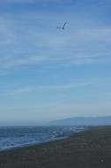 Seagull flying over empty Beach