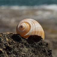 seashell beach macro