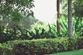green plants with trees