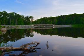 logs with trees by the lake