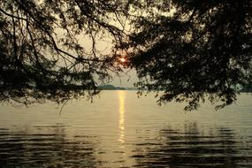 sunshine with trees by the sea