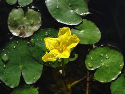 Yellow flower in dewdrops