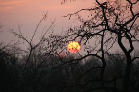Sun on the background of tree branches