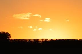 golden Sunset Sky over dark bare forest