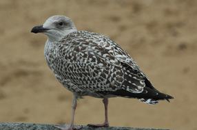 gray seagull on the beach