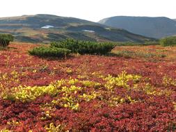 many different colors in the field
