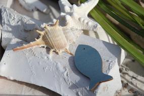 Shell Fish Deco