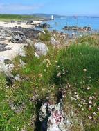 green grass by the beach