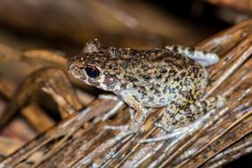 The little toad sits