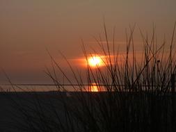 Sunset over the reeds by the sea