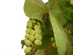 Unripe grapes in wet leaves