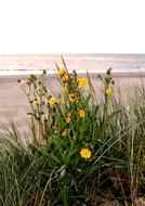 grass and Flowers on Sand beach