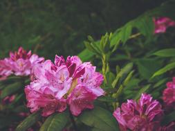 Rhododendron Magenta Bush