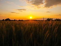 Sun setting over green wheat field