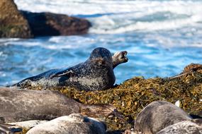 seal by the sea with rocks