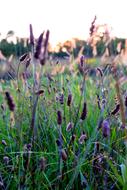 grass green flower beautiful field