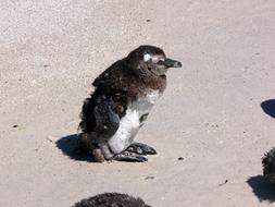 Molting Beach Feathers