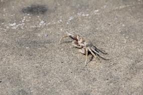 Crab Cancer Shellfish
