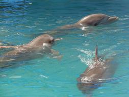 cute dolphins in the pool