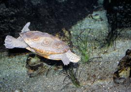 Loggerhead turtle at depth