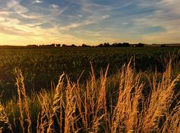 Landscape Sunset Field