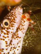 orange eye fish