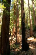 tall forest trees