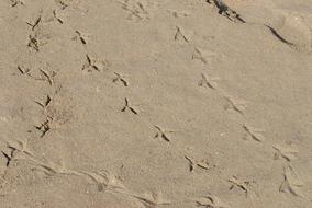 Footmark Tracks Bird