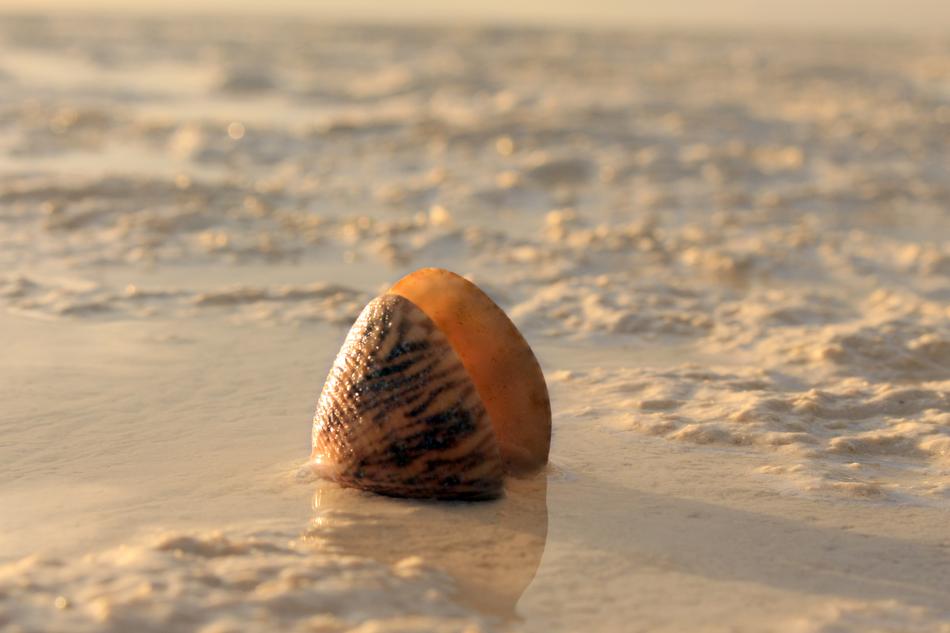 Snail Sand The Sea