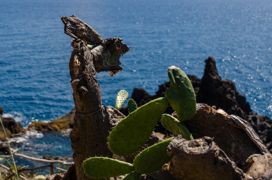 Cactuses on Cliff by Sea