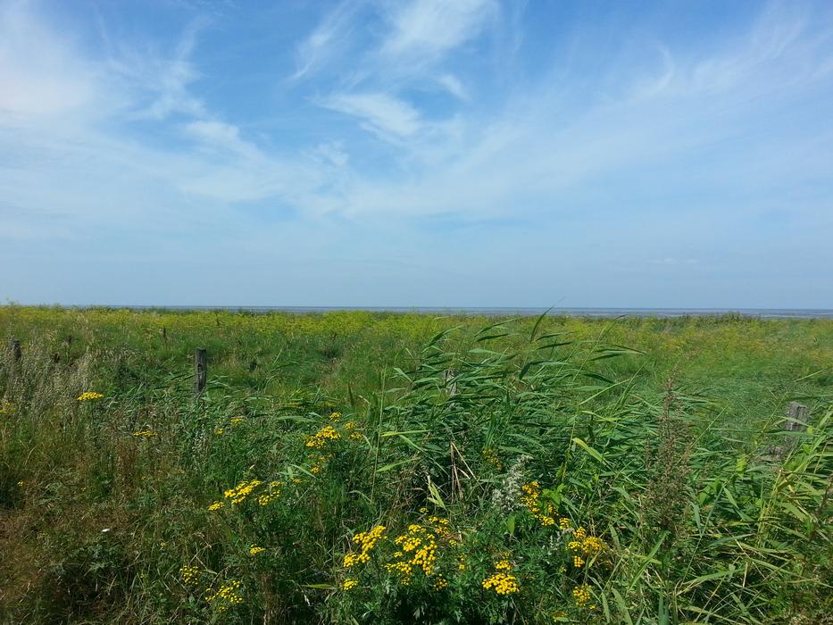 grassy field with clouds