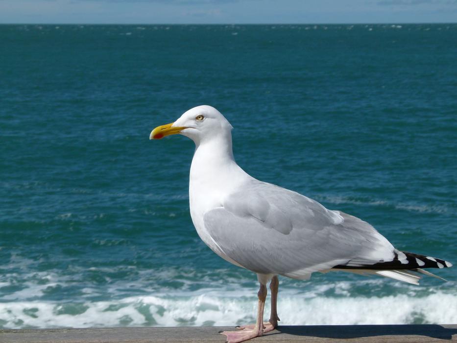 Sea Gull Ocean