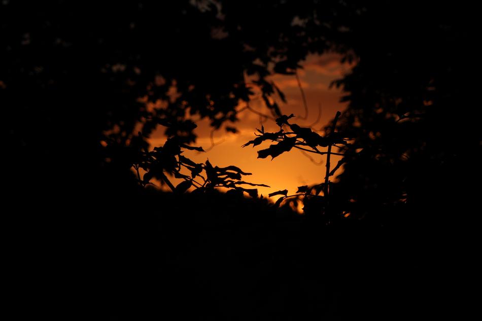 silhouette of tree leaves in the forest