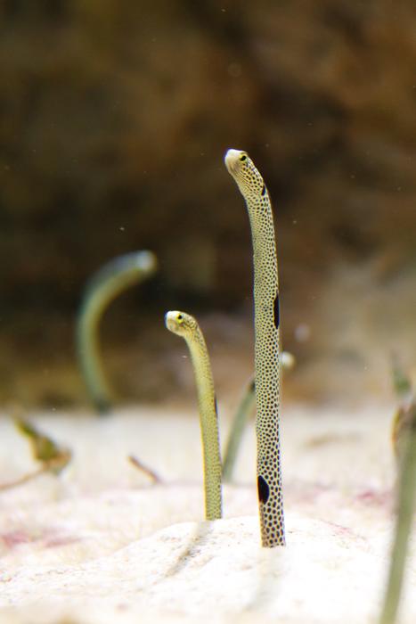 Aquarium Colorful Eel