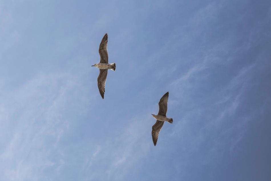 Flying birds in the blue sky