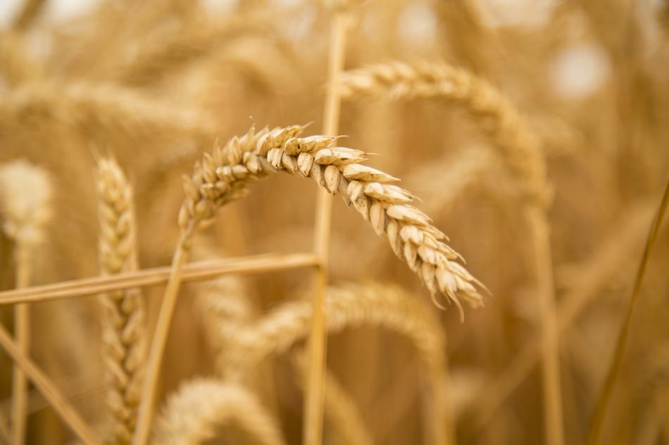 Wheat Sunset Harvest Fruit