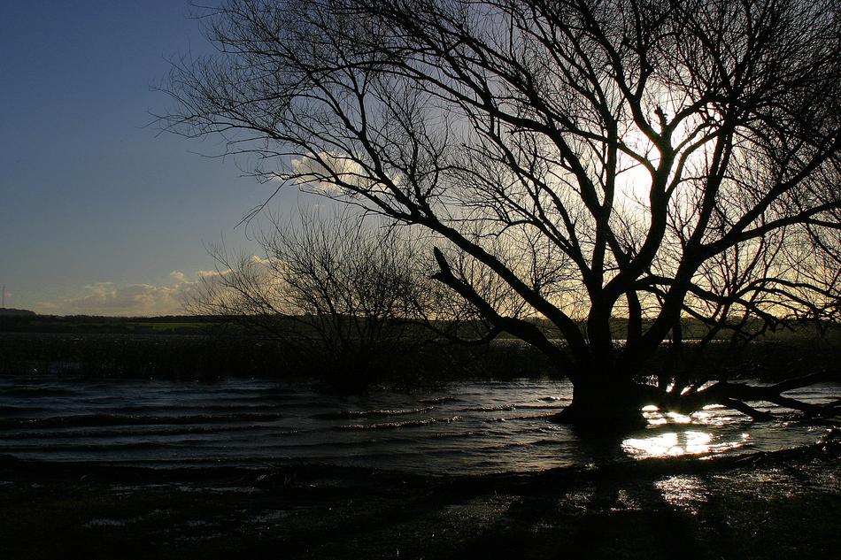 silhouette of trees on the beach