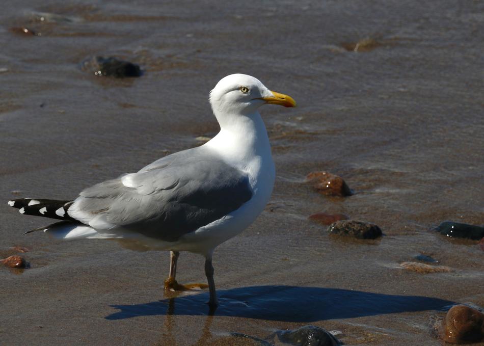 beautiful seagull on a sandy beach
